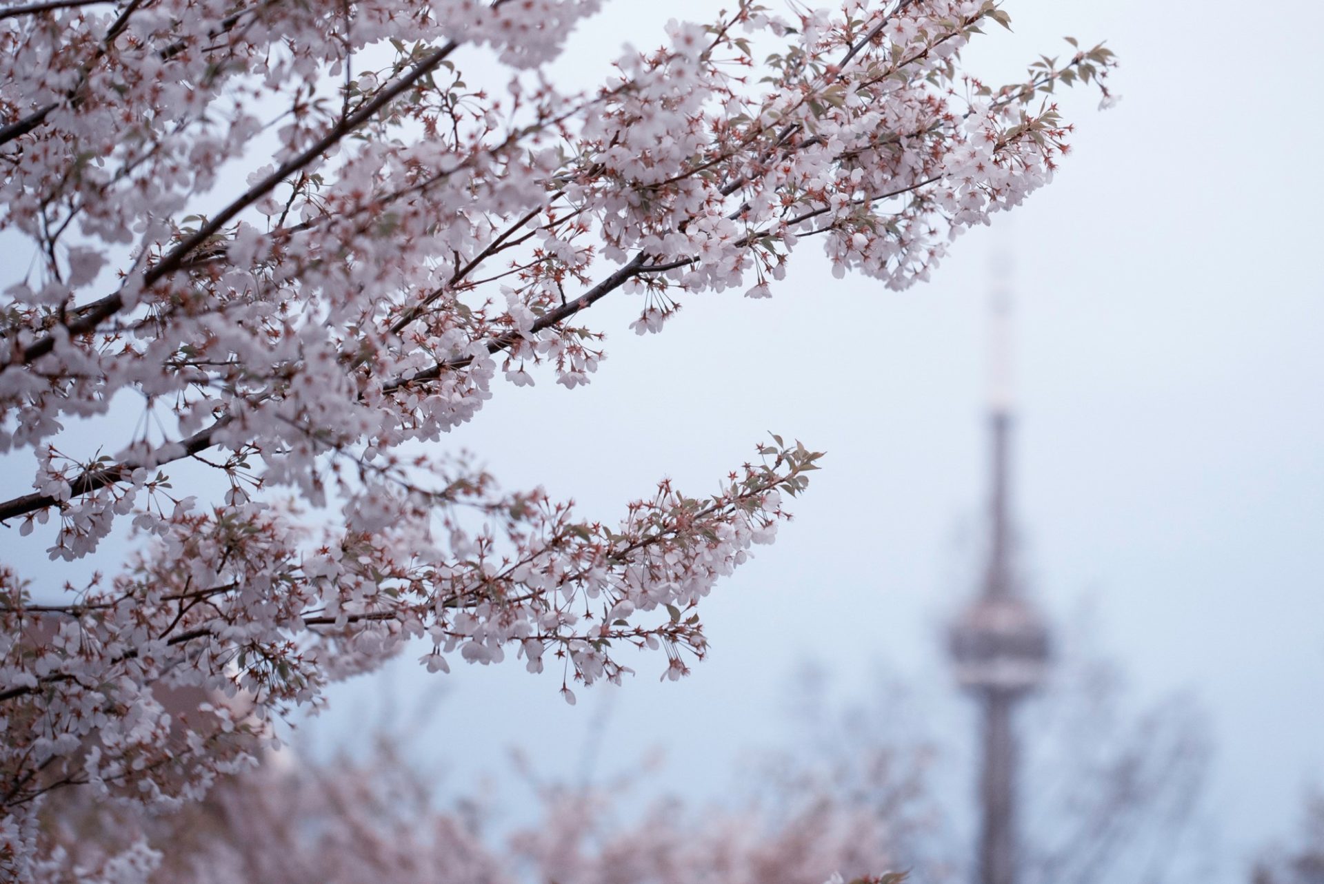 High Park Cherry Blossoms À propos de Rogers